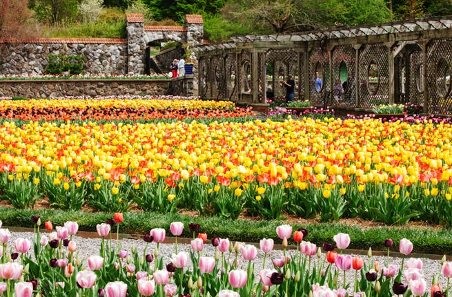 Springtime Transforms These Locations Into Flower filled Destinations Springtime Transforms These Locations Into Flower filled Destinations