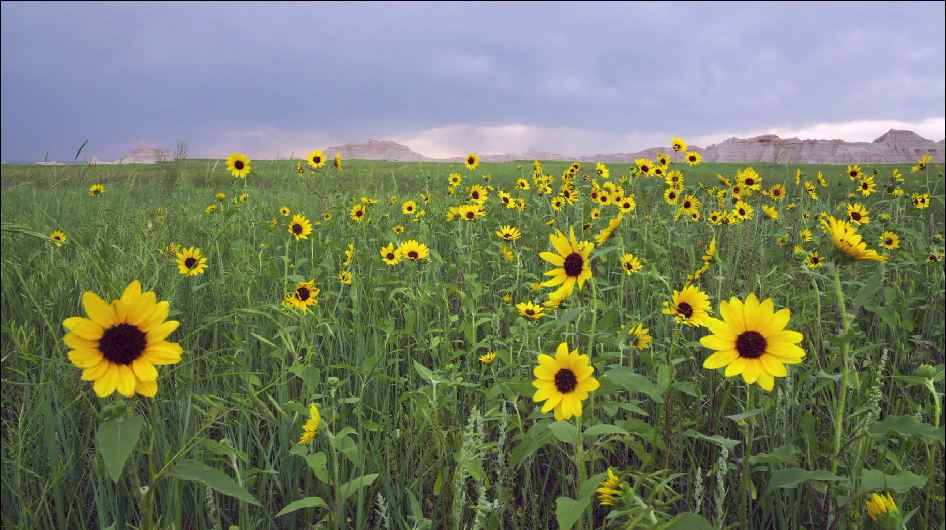 Springtime Transforms These Locations Into Flower filled Destinations Springtime Transforms These Locations Into Flower filled Destinations