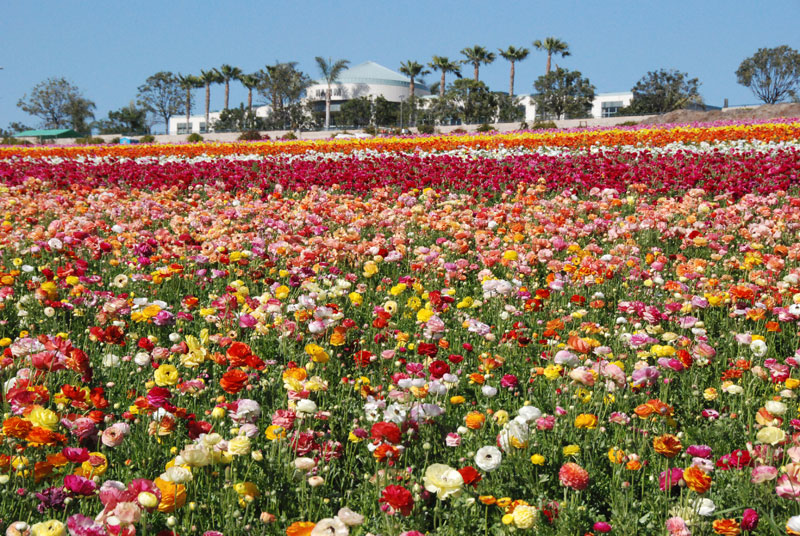 Springtime Transforms These Locations Into Flower filled Destinations Springtime Transforms These Locations Into Flower filled Destinations