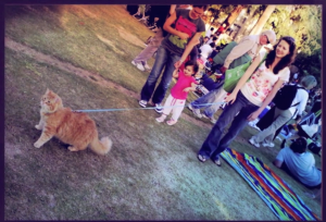 A cat at a Levitt venue in greater Los Angeles. In his natural habitat, a cat is free to enjoy green space, picnic scraps and behind-the-ear scratching, just like his dog counterparts. 